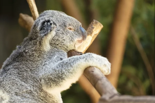 Koala by itself eating.  — Stock Fotó